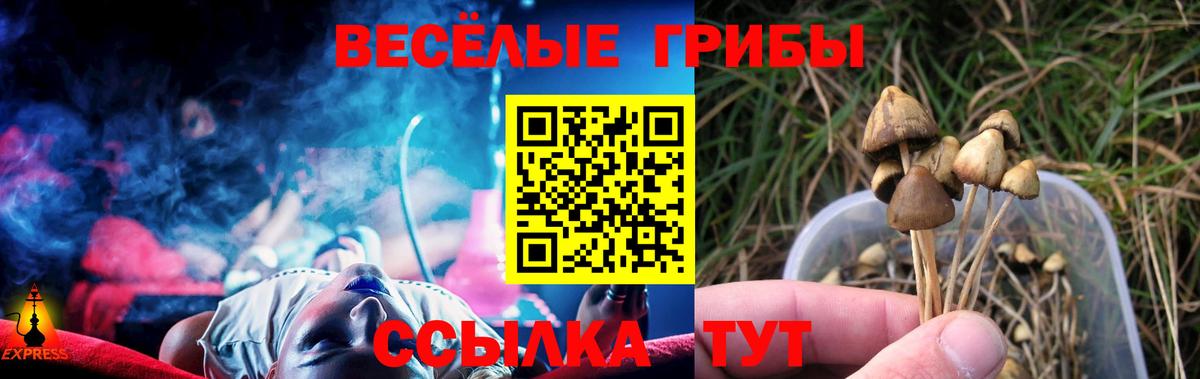Псилоцибиновые грибы Psilocybe Курчатов